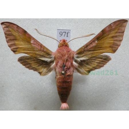 Deilephila porcellus (Linnaeus, 1758) Zmrocznik pazik Slovakia97f